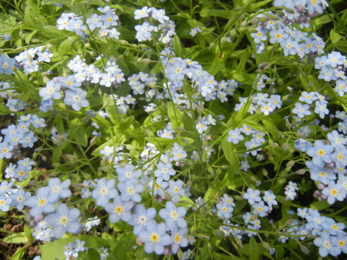 Myosotis alpestris (2014, April 27) - MYOSOTIS Alpestris