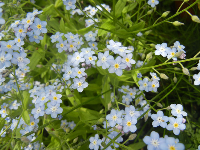 Myosotis alpestris (2014, April 27) - MYOSOTIS Alpestris