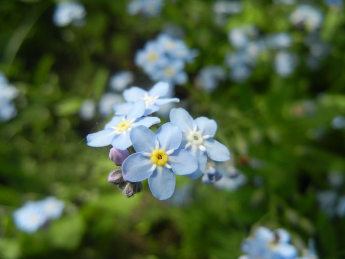 Myosotis alpestris (2014, April 27) - MYOSOTIS Alpestris