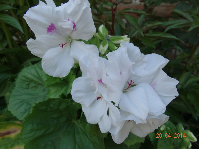 DSC02309