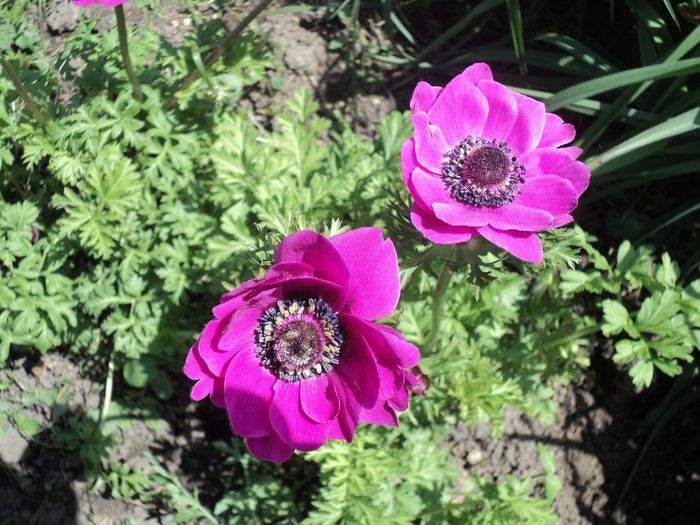 DSC04075 - ANEMONE