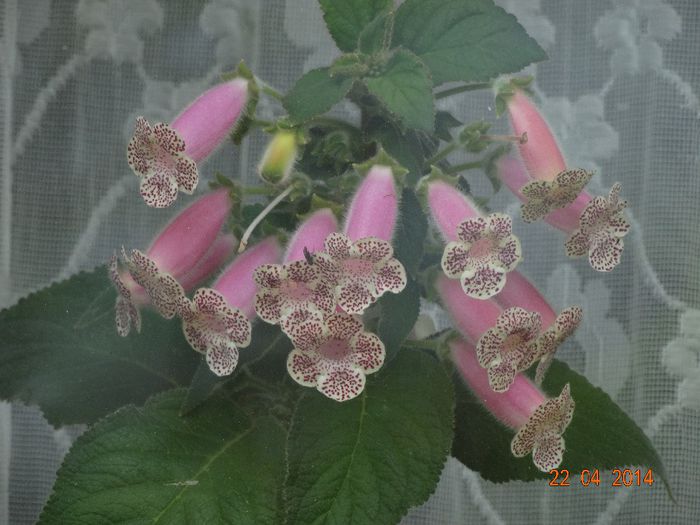 DSC02556