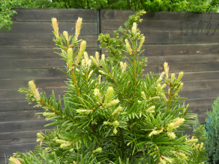 Taxus baccata (2014, April 24) - Taxus baccata_European Yew