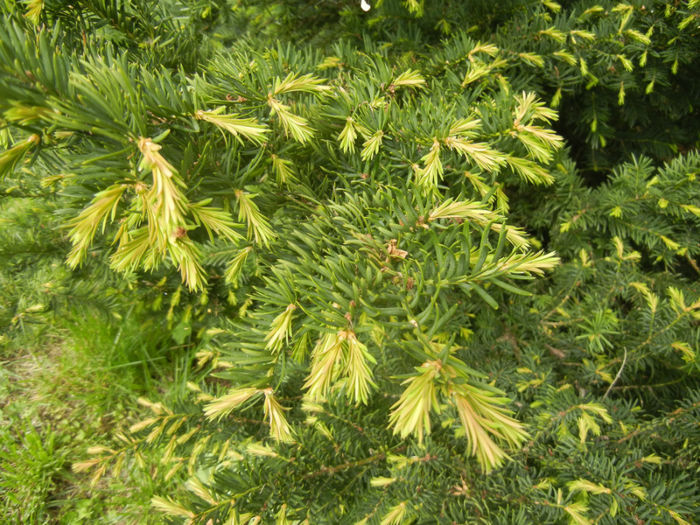 Taxus baccata (2014, April 27)