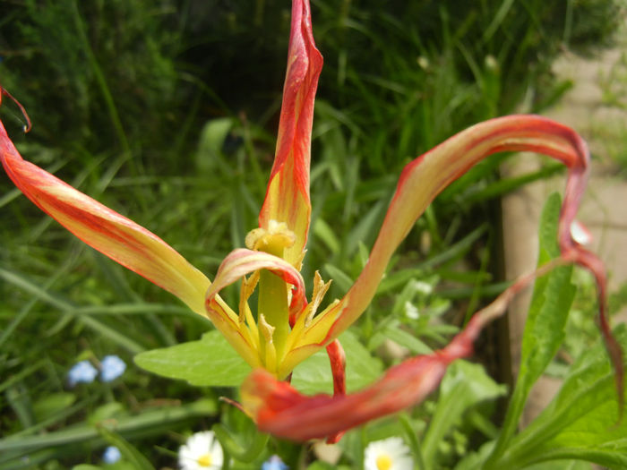 Tulipa Acuminata (2014, April 27)