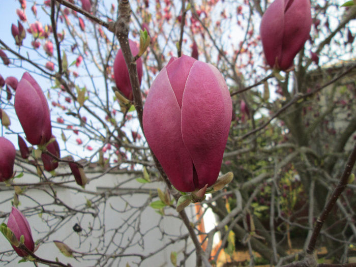 IMG_1403 - magnolia