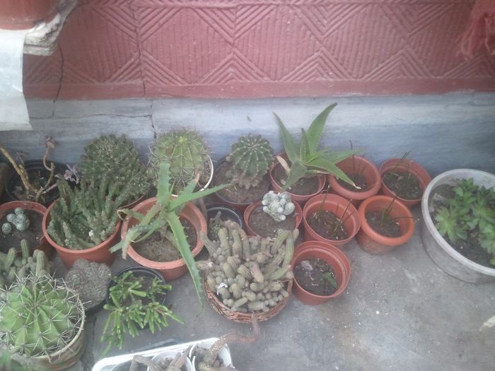 2014-04-27 19.08.59 - cactusi