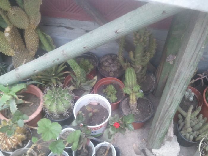 2014-04-27 19.09.06 - cactusi