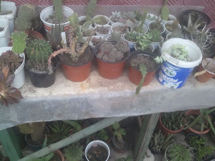 2014-04-27 19.09.21 - cactusi