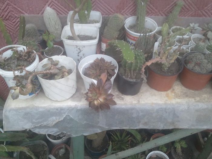 2014-04-27 19.09.29 - cactusi