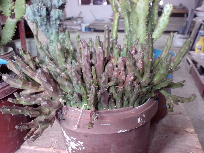 65 Stapelia variegata