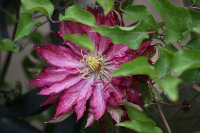 IMG_2716 - Clematite 2014