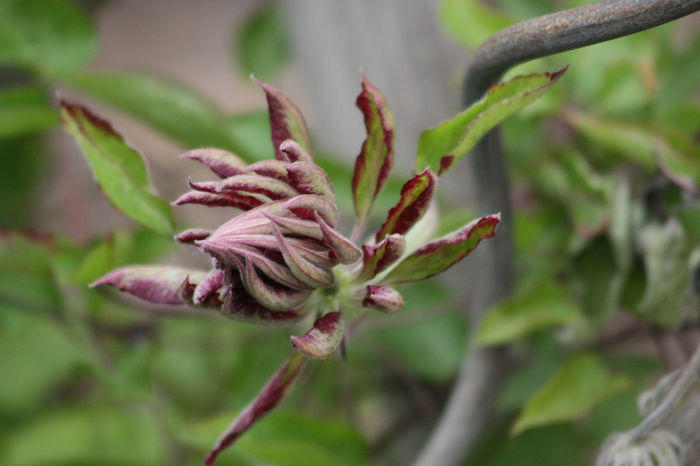 IMG_2717 - Clematite 2014