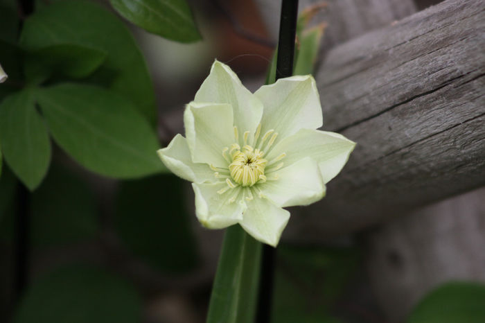 IMG_2718 - Clematite 2014