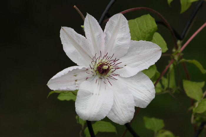 IMG_2725 - Clematite 2014