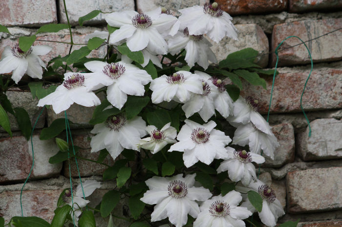 IMG_2739 - Clematite 2014