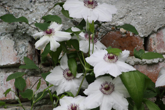 IMG_2740 - Clematite 2014