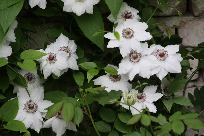 IMG_2741 - Clematite 2014