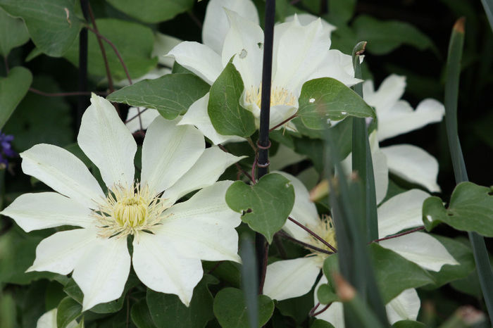 IMG_2763 - Clematite 2014