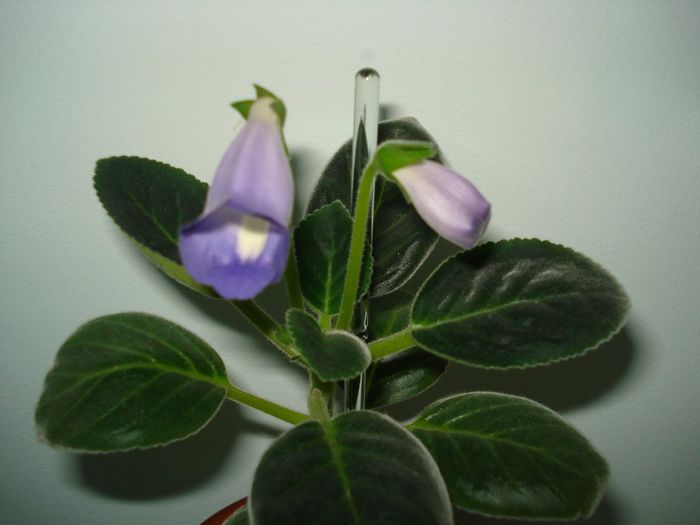 DSC08017