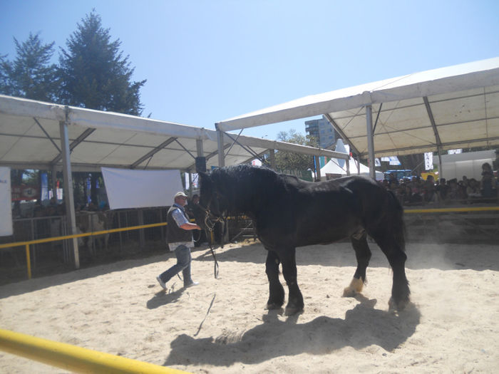 DSCN4439 - Agricultura si zootehnia anului 2014