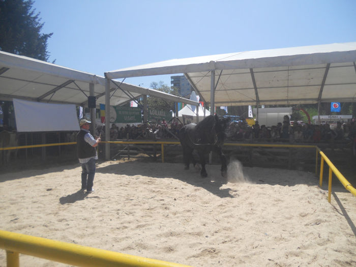 DSCN4440 - Agricultura si zootehnia anului 2014