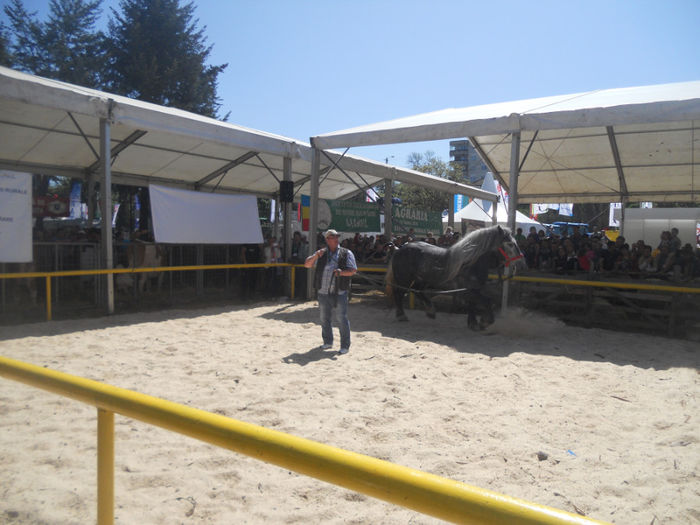 DSCN4445 - Agricultura si zootehnia anului 2014