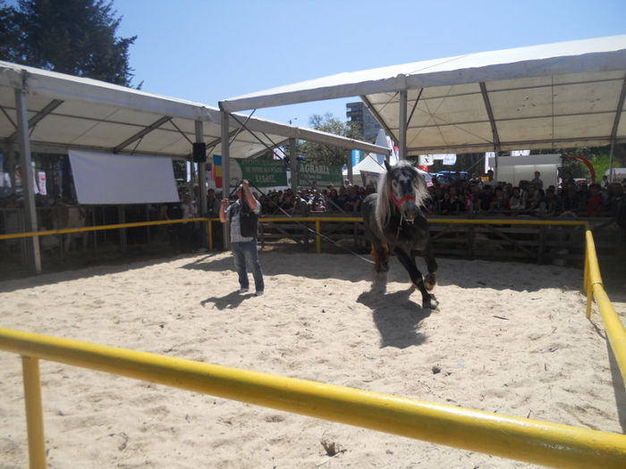 DSCN4446 - Agricultura si zootehnia anului 2014