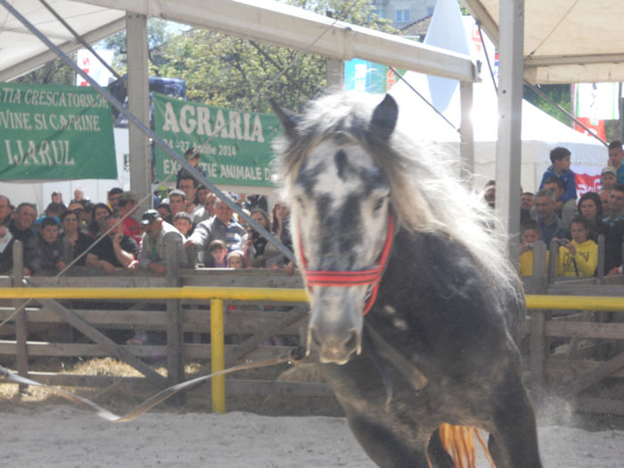 DSCN4453 - Agricultura si zootehnia anului 2014