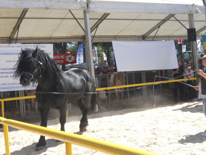 DSCN4456 - Agricultura si zootehnia anului 2014