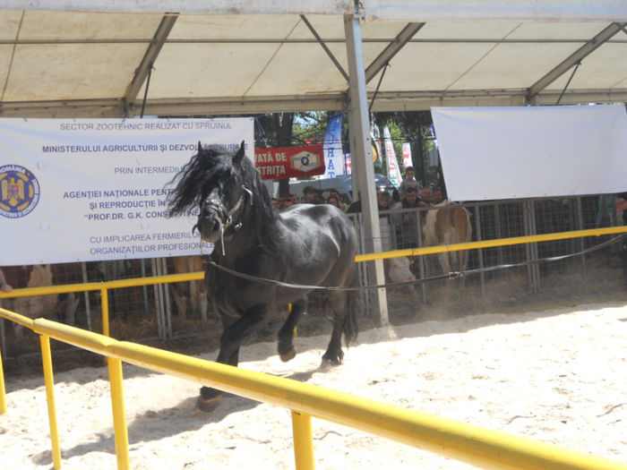 DSCN4457 - Agricultura si zootehnia anului 2014