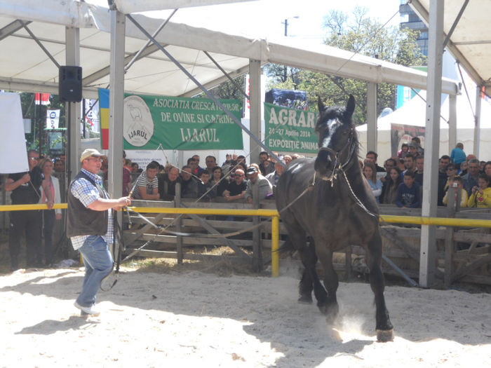 DSCN4463 - Agricultura si zootehnia anului 2014