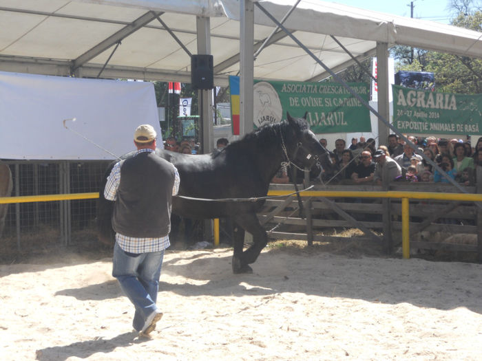 DSCN4464 - Agricultura si zootehnia anului 2014