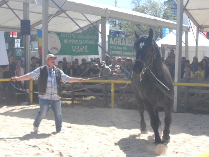 DSCN4467 - Agricultura si zootehnia anului 2014