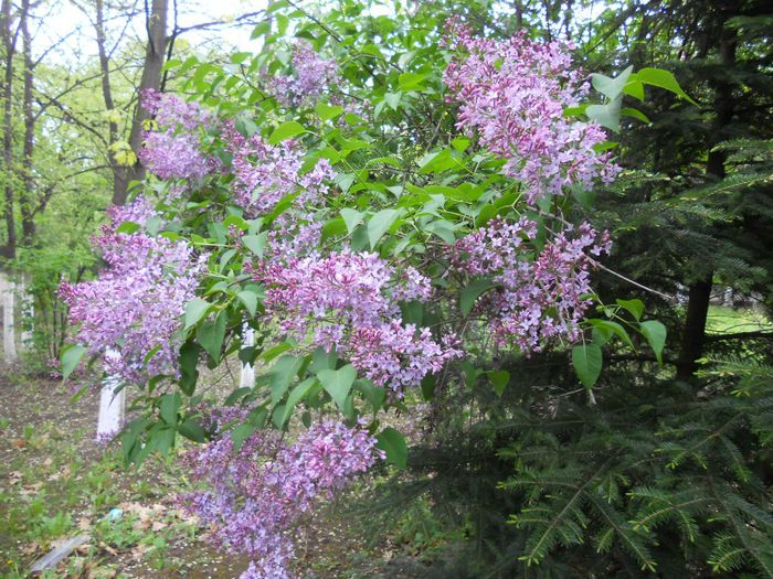 Liliac parfumat