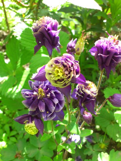 DSC_4527 - Aquillegia