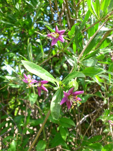 DSC_4537 - PRIMAVARA 2014