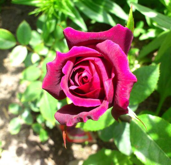 DSC_4540-1 - PRIMAVARA 2014