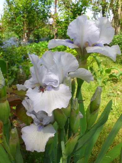 DSC_4533 - PRIMAVARA 2014