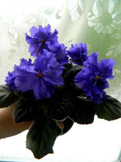 APR 2014 - ARCTIC FROST-SPORT-PIERDUT