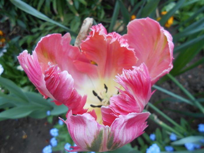 lalea apricot parrot - yyy 2014 gradina mea