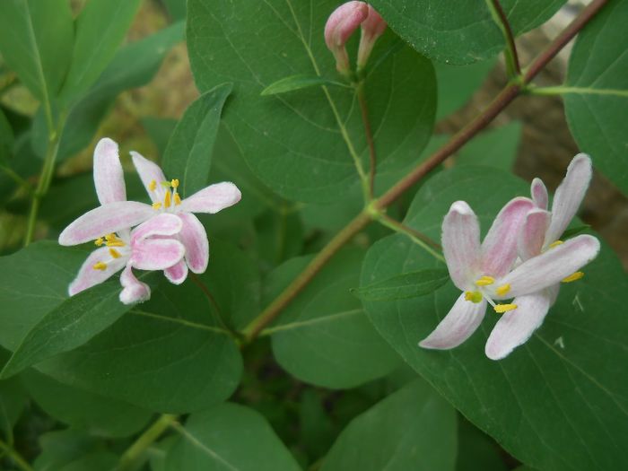 lonicera tatarica - yyy 2014 gradina mea
