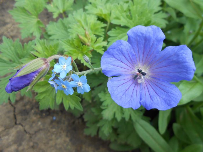 prima floare de geranium him baby blue - yyy 2014 gradina mea