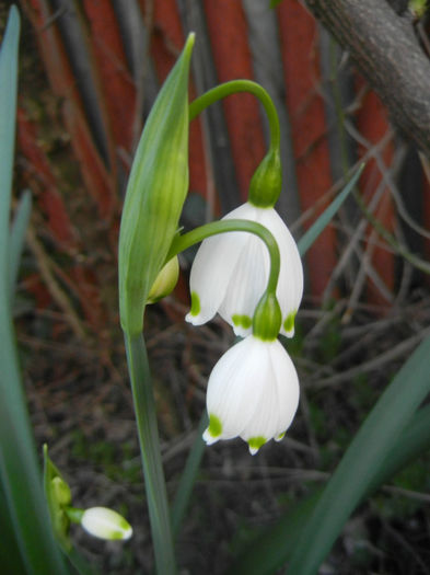 Leucojum aestivum (2014, March 29)