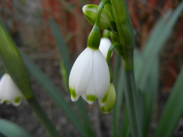 Leucojum aestivum (2014, March 29) - GHIOCEI_Leucojum aestivum