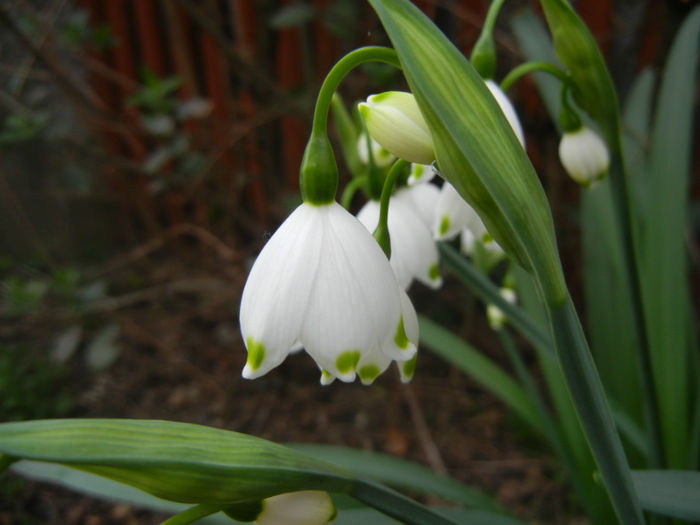 Leucojum aestivum (2014, April 01) - GHIOCEI_Leucojum aestivum