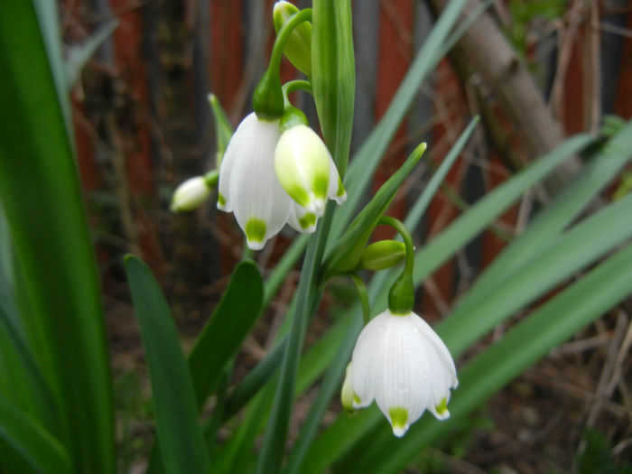 Leucojum aestivum (2014, April 01) - GHIOCEI_Leucojum aestivum
