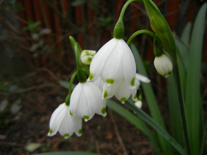 Leucojum aestivum (2014, April 01) - GHIOCEI_Leucojum aestivum