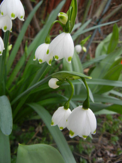 Leucojum aestivum (2014, April 01) - GHIOCEI_Leucojum aestivum