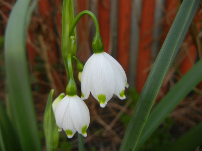 Leucojum aestivum (2014, April 03) - GHIOCEI_Leucojum aestivum